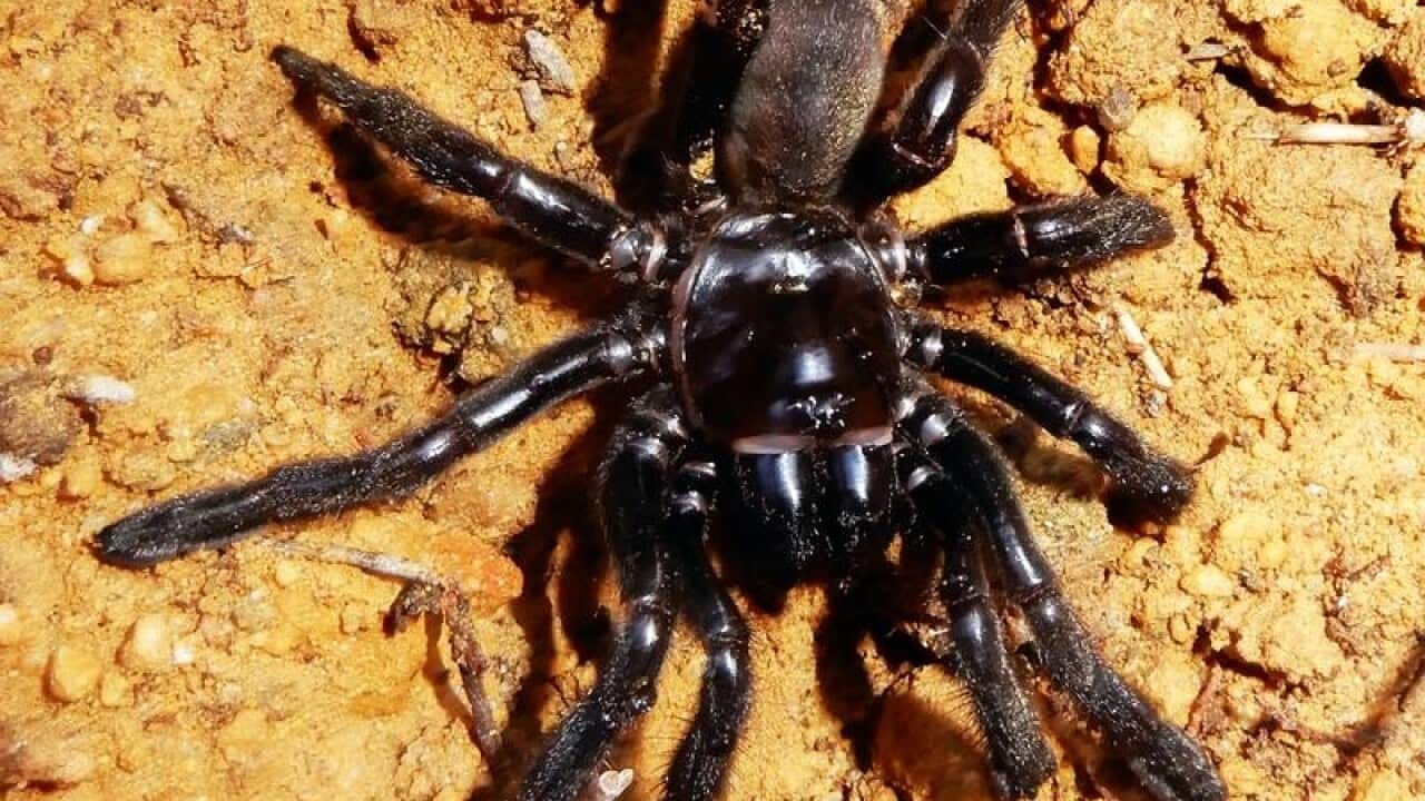 A Giaus Vaillosus trapdoor spider.