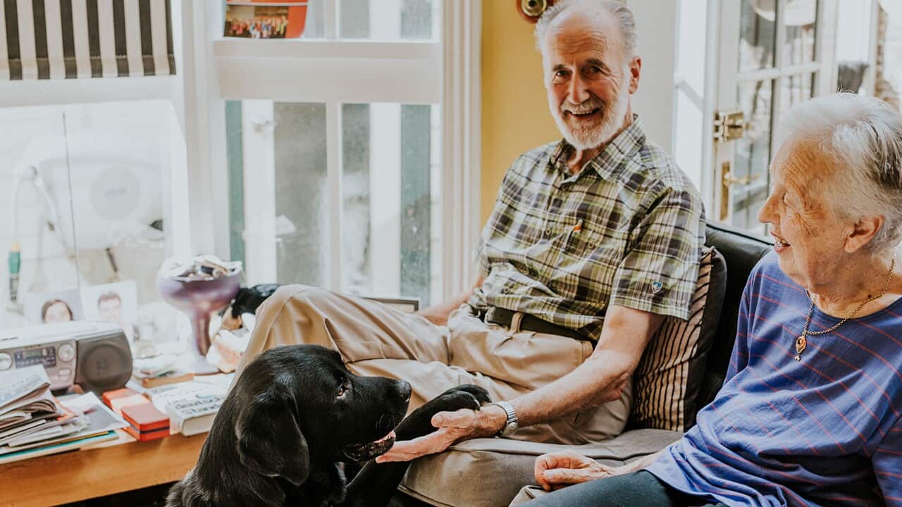 Canine care offers a lifeline for dementia patients SBS News