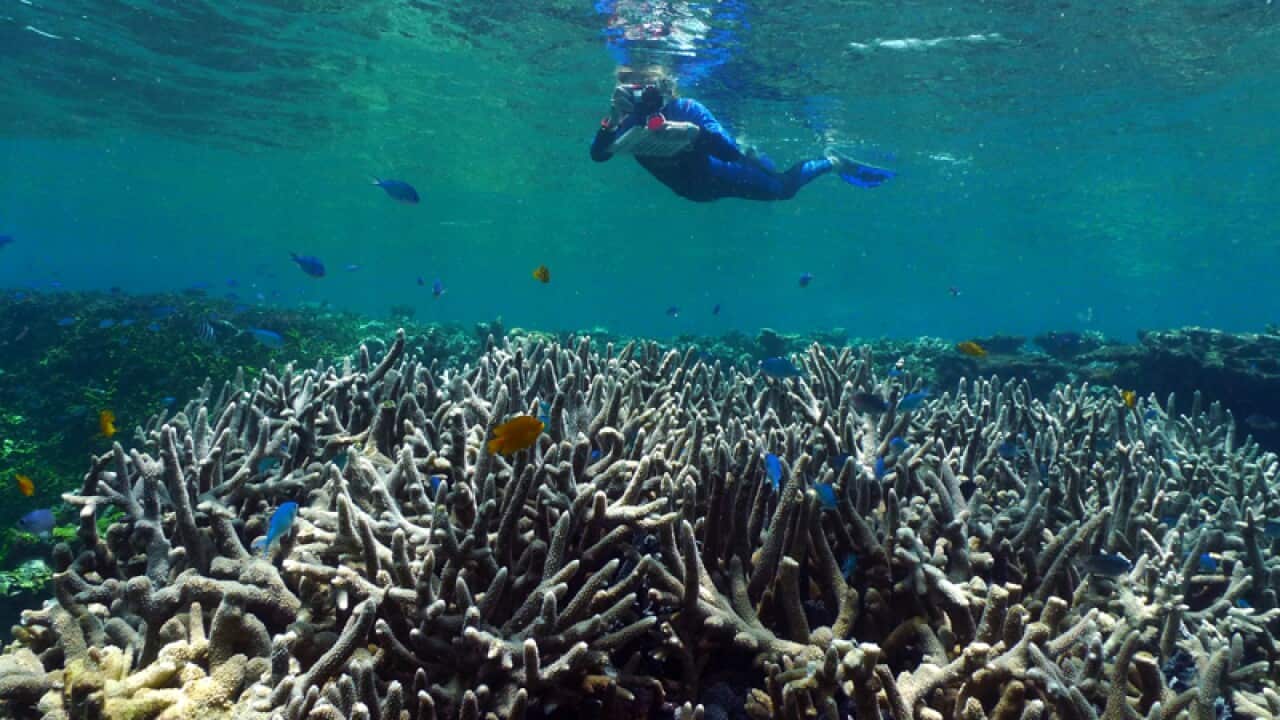 Great Barrier Reef's losing coral cover