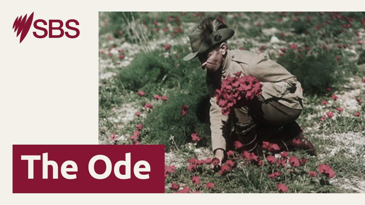 SBS Web Banner The Ode (LTR).jpg