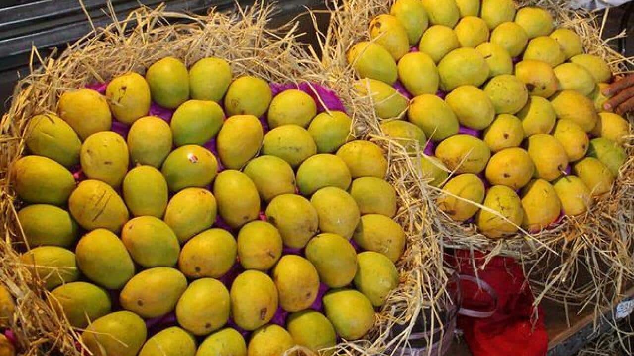 Indian mangoes arrive in Australia SBS Hindi
