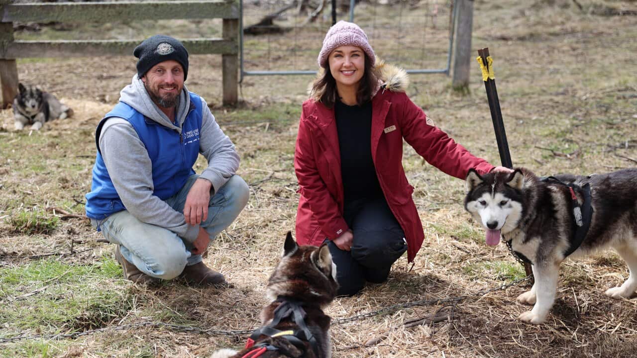 Rae Johnston meets a pack of Siberian Huskies in the Victorian High Country with Jake Greaves from Howling Huskies.jpg
