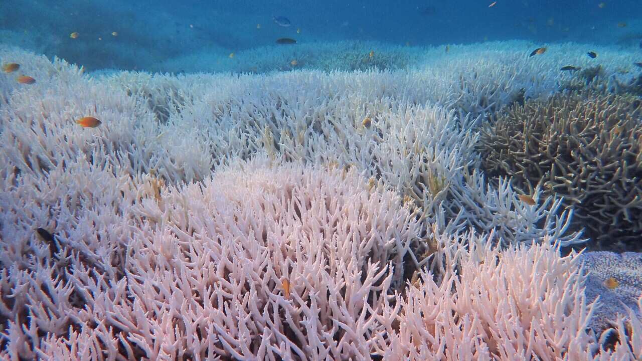 Mass coral bleaching hits Great Barrier Reef for the fifth time in eight years