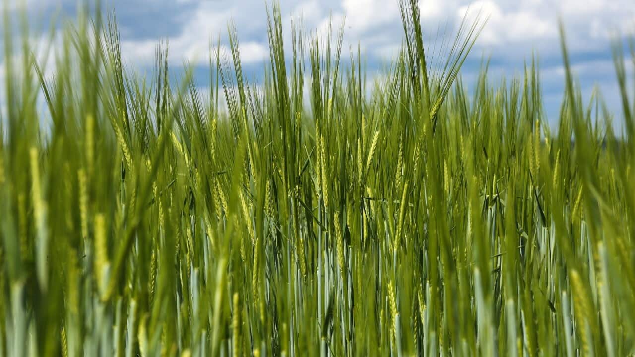 Barley growing in a field