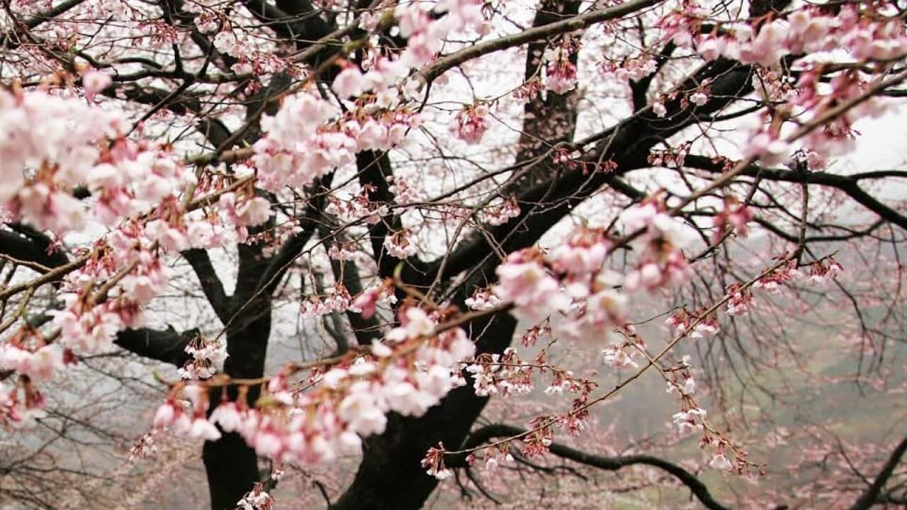 Cherry blossoms (AAP Image/Yonhap News Agency) NO ARCHIVING, AUSTRALIA ONLY