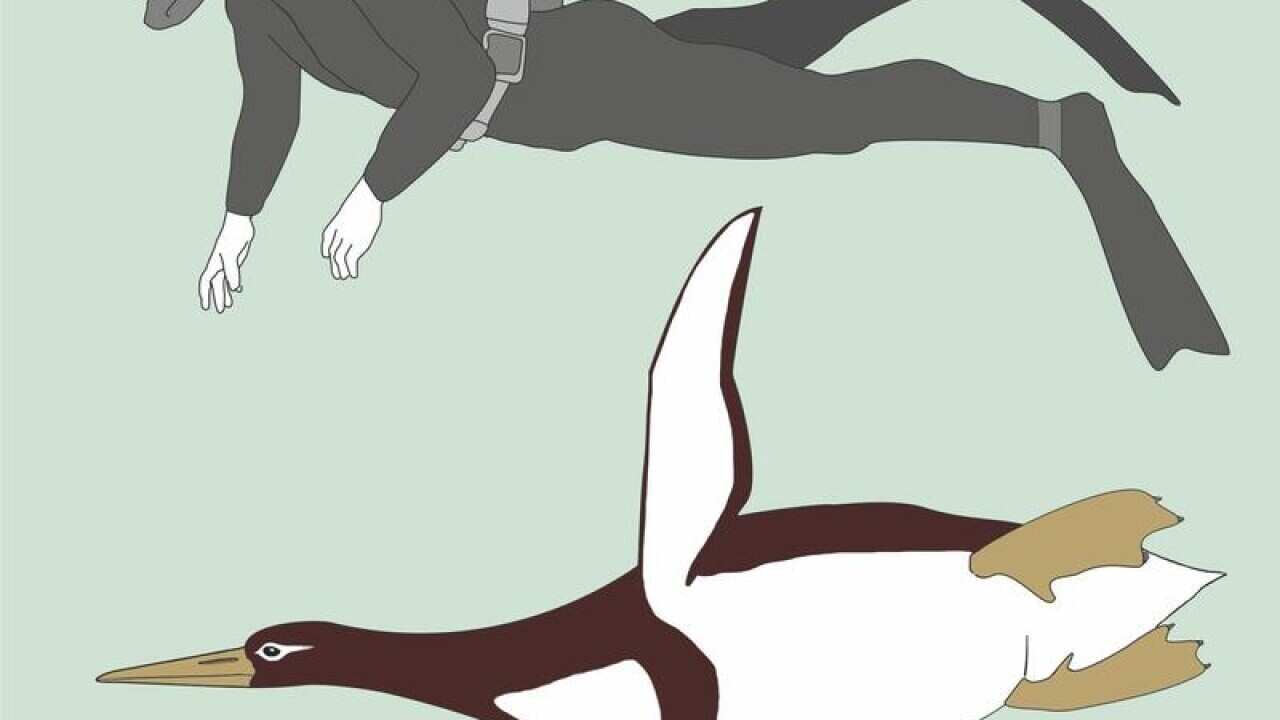 A giant penguin roamed New Zealand 60 million years ago.