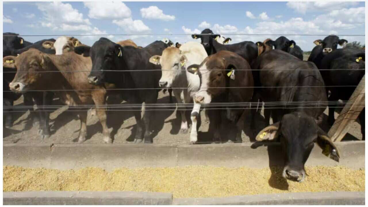 Beef Aust-US SBS News.jpg