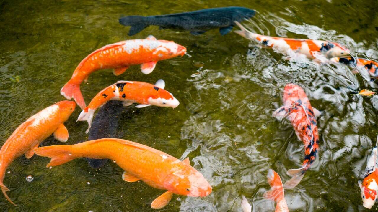 fishing ban pakistan