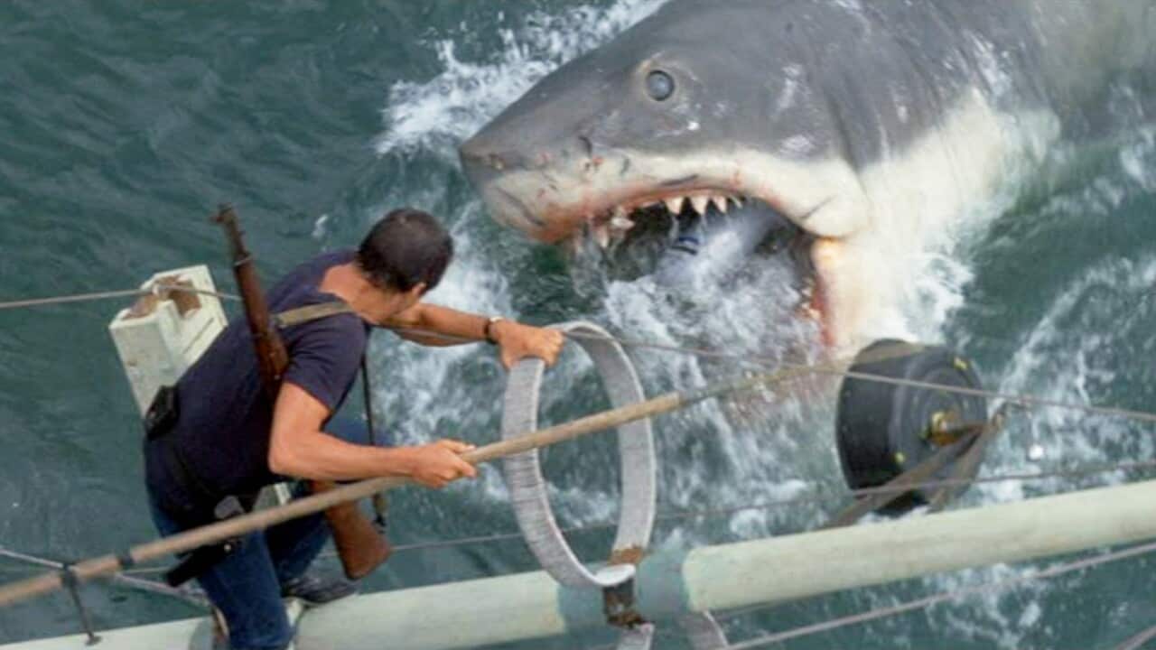 Jaws