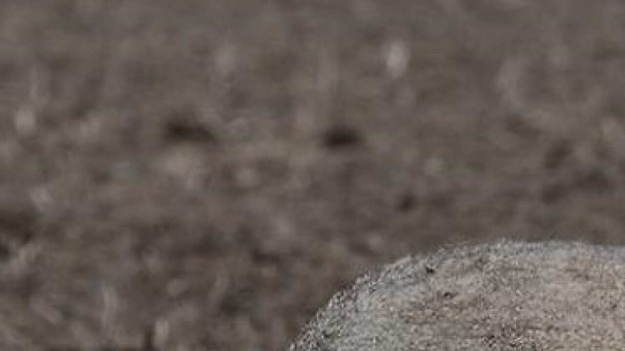 Drought Sheep Farming Assistance