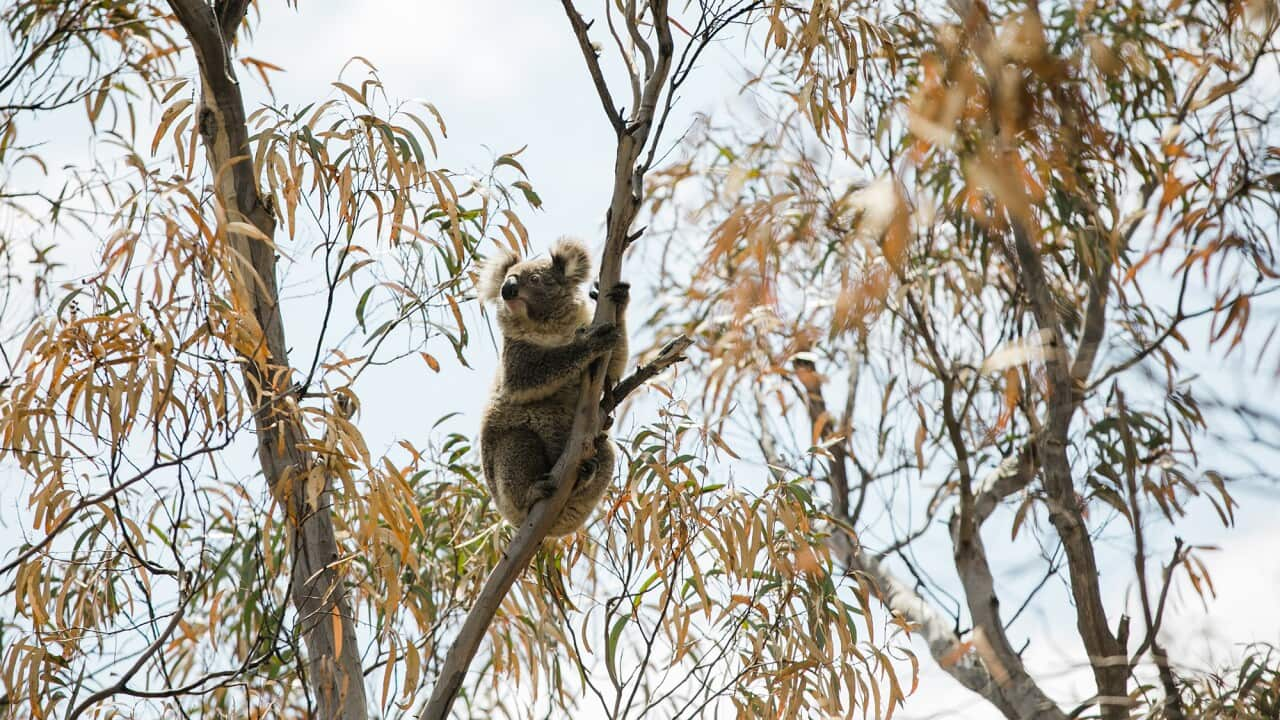 IFAW wildlife carers attending to koalas whose habitats have been destroyed by fire.  