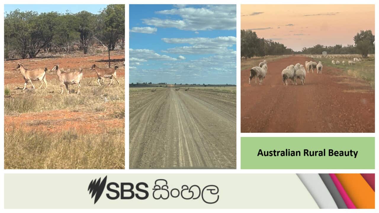 An outback trip along the bank of the Darling River in Australia_ SBS Sinhala monthly radio journey to remote Australia