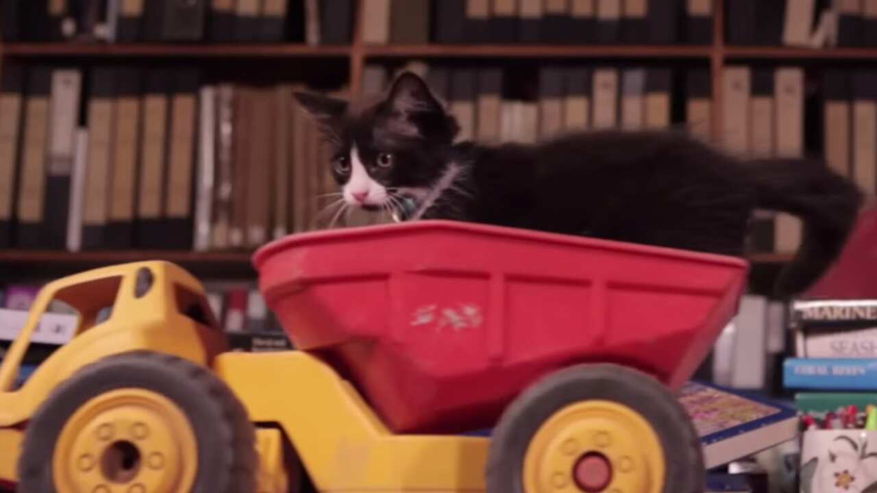 Kitten saves world from climate change