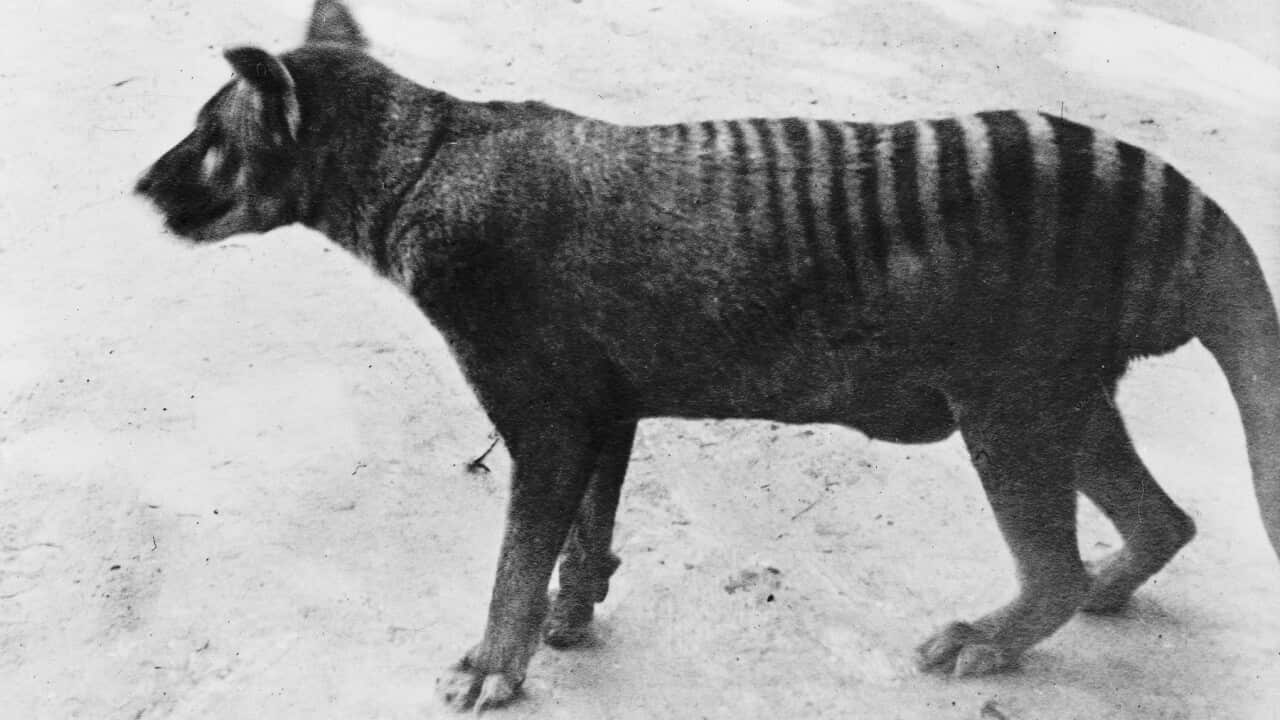 Thylacinus cynocephalus, thylacine
