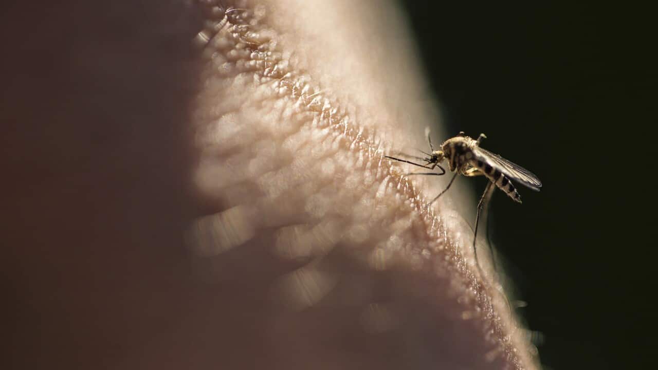 A mosquito on human skin.