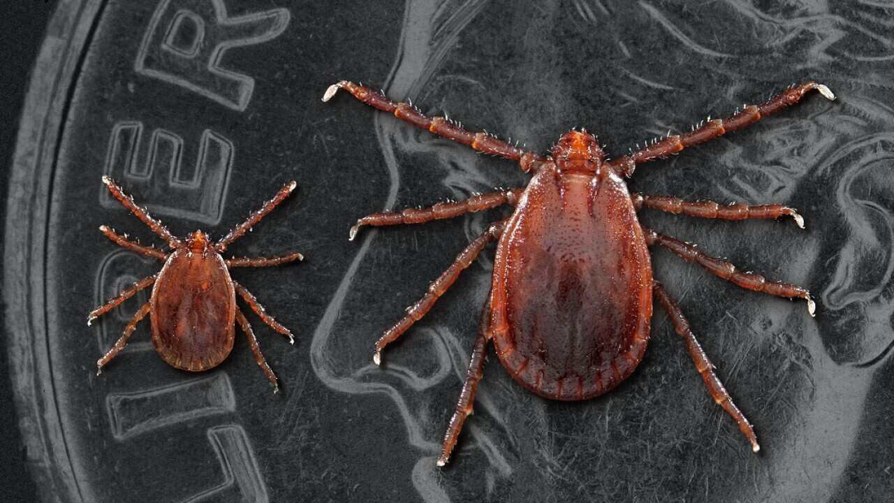 In a photo provided by James Gathany/Centers for Disease Control and Prevention, two Asian long-horned ticks shown next to a dime for scale.