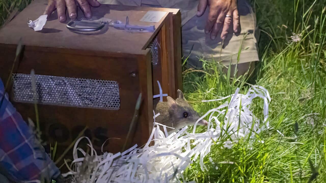 Eastern Barred Bandicoot release