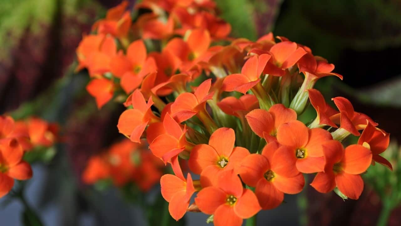 Kalanchoe