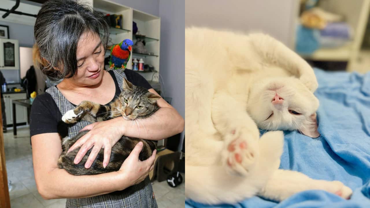 Yoshiko Ito cat rescue.png