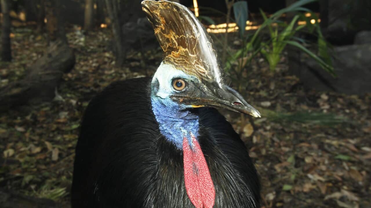 Cassowary.