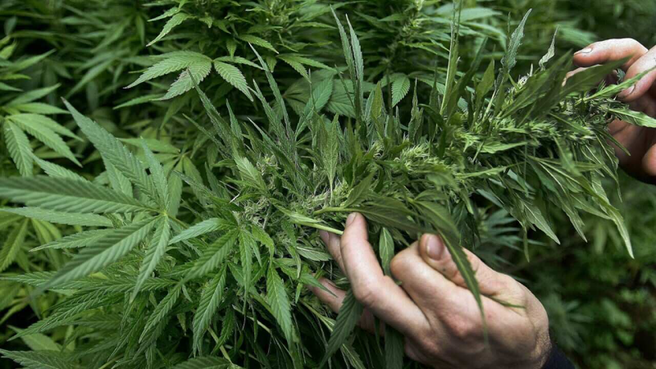 A man cuts leaves off a cannabis plant