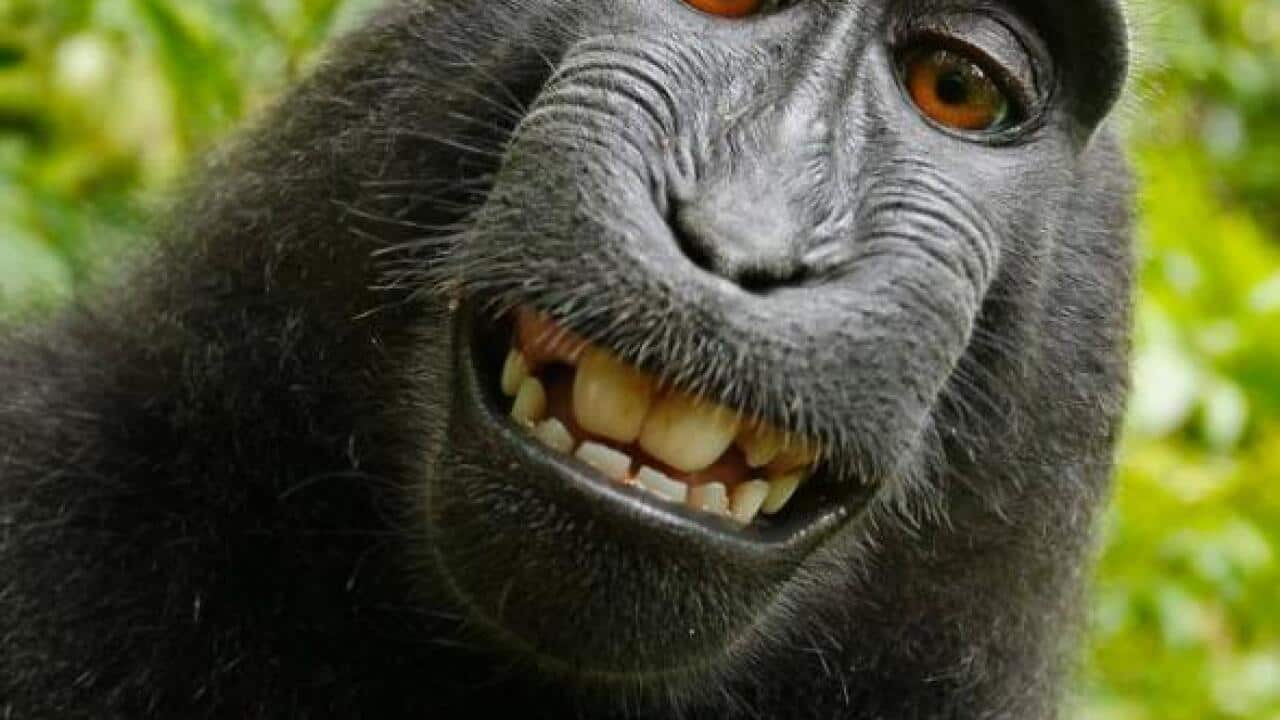 In 2011, the British photographer traveled to Indonesia to take pictures of the crested black macaque. One of them hijacked a camera and took hundreds of selfies. (Image: Wikimedia Commons)