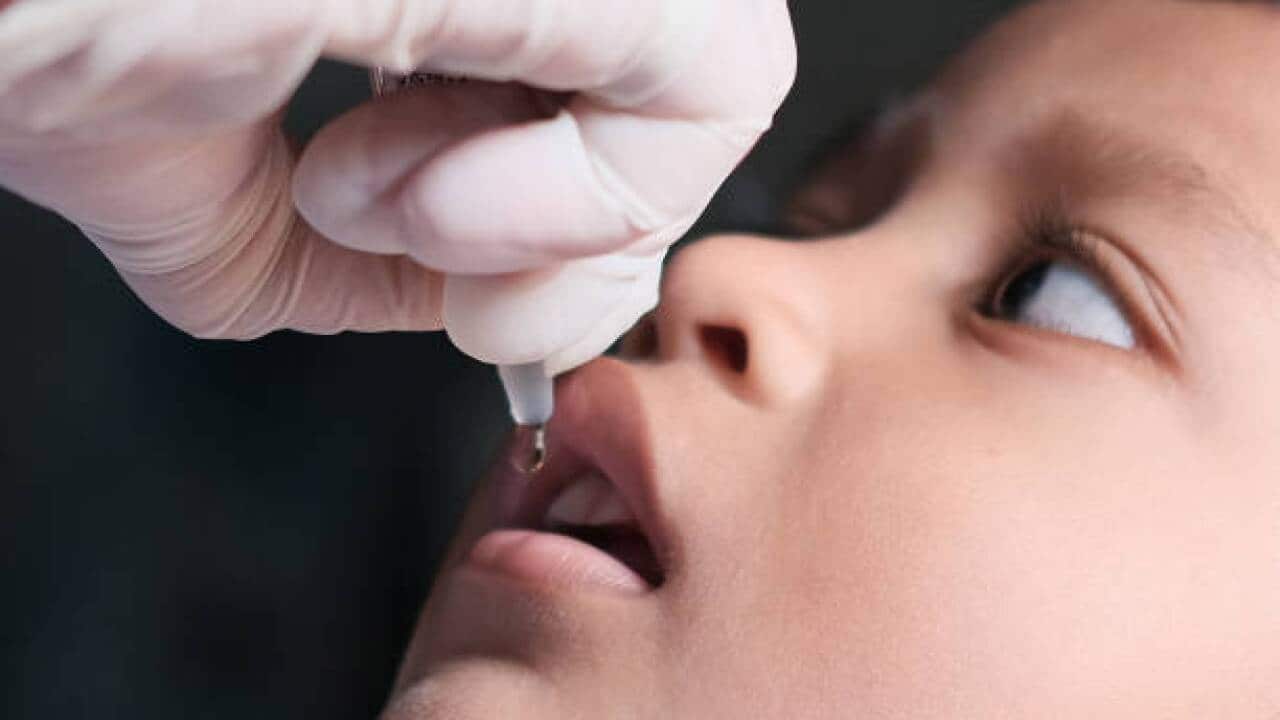 Oral poliovirus vaccines (OPV) are the predominant vaccine used in the fight to eradicate polio – Getty Images.