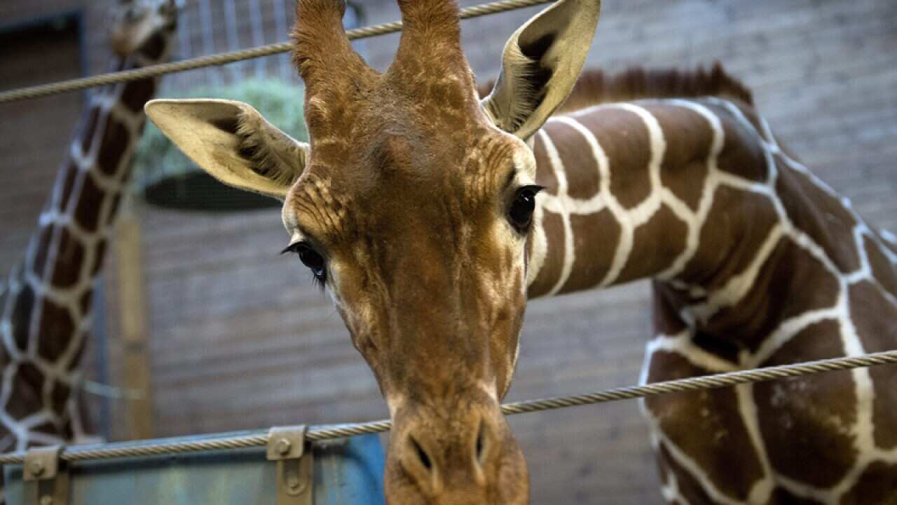 Copenhagen Zoo's giraffe Marius
