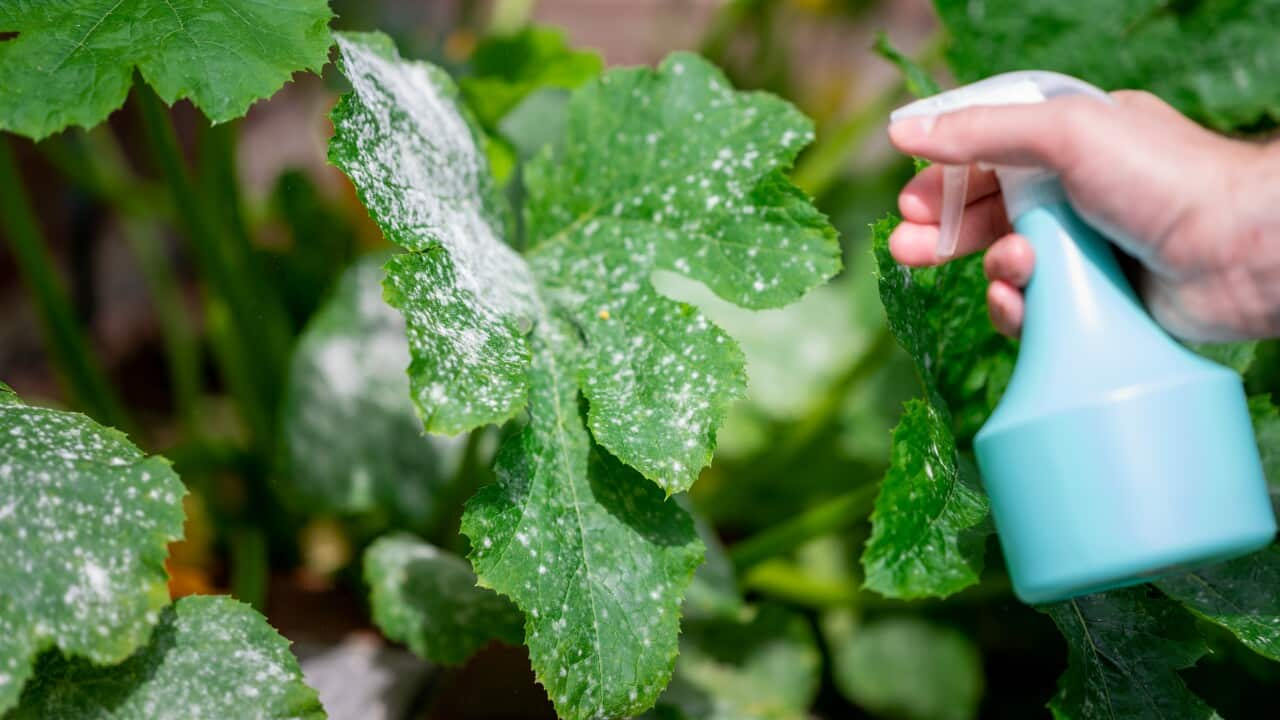 Treating powdery mildew on a zucchini plant.