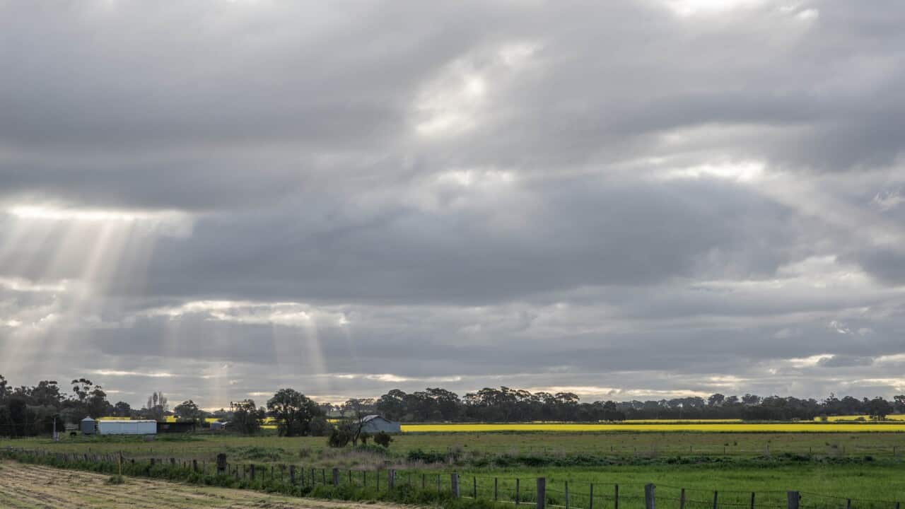 Canola crops blooming near Corop, Victoria