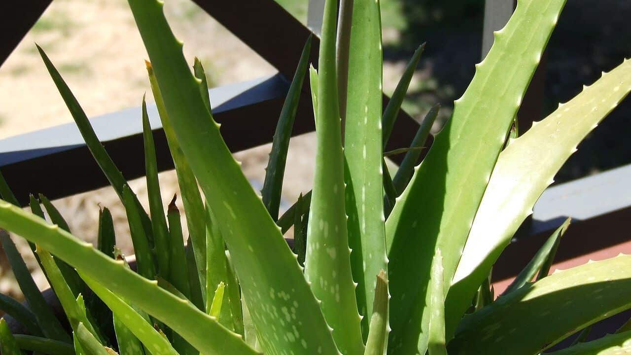 Aloe Vera