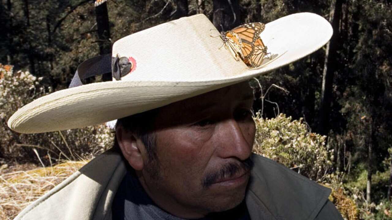 Monarch-butterfly_Mexico_B_Getty_968436908