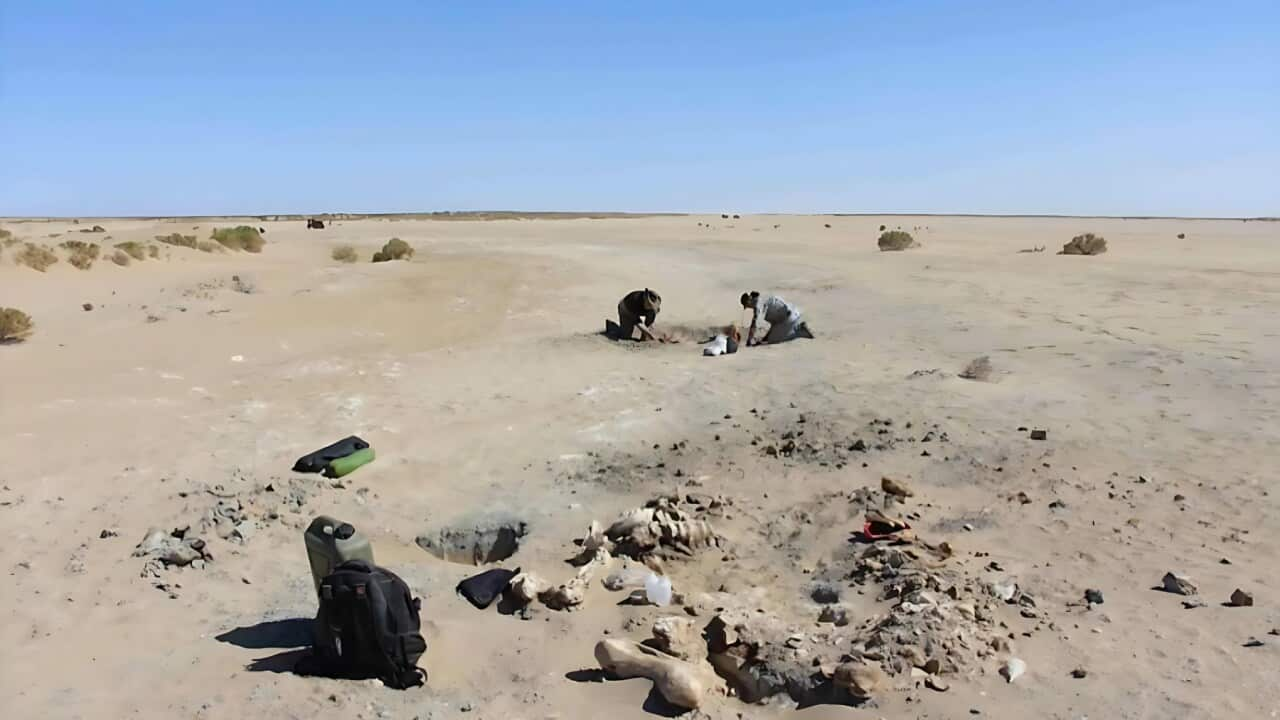 Palaeontologists excavating protemnodon (Supplied).jpg