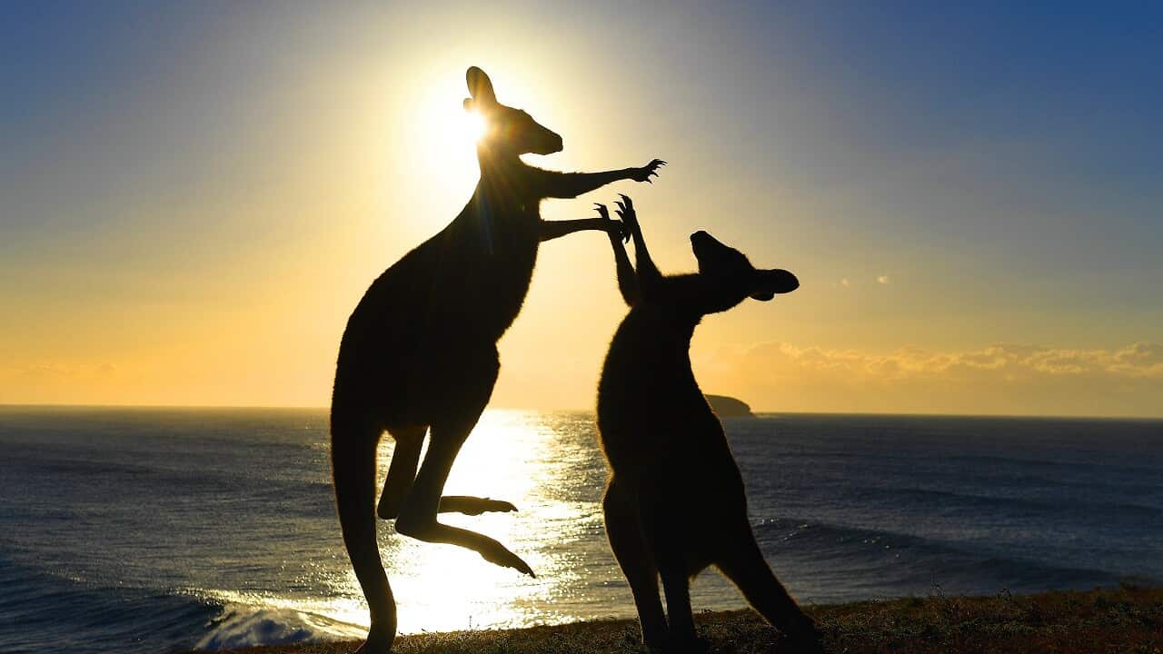 Eastern grey kangaroos fight on at Emerald Beach in northern NSW