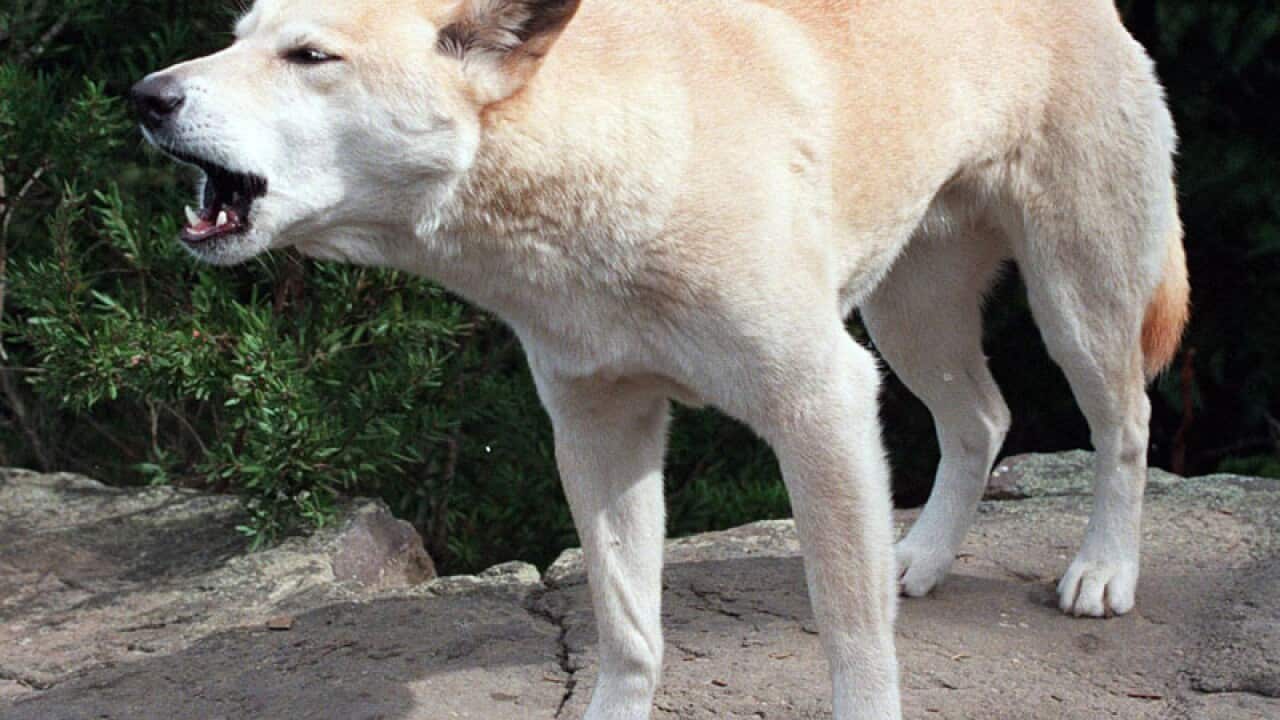 German tourist attacked by dingo