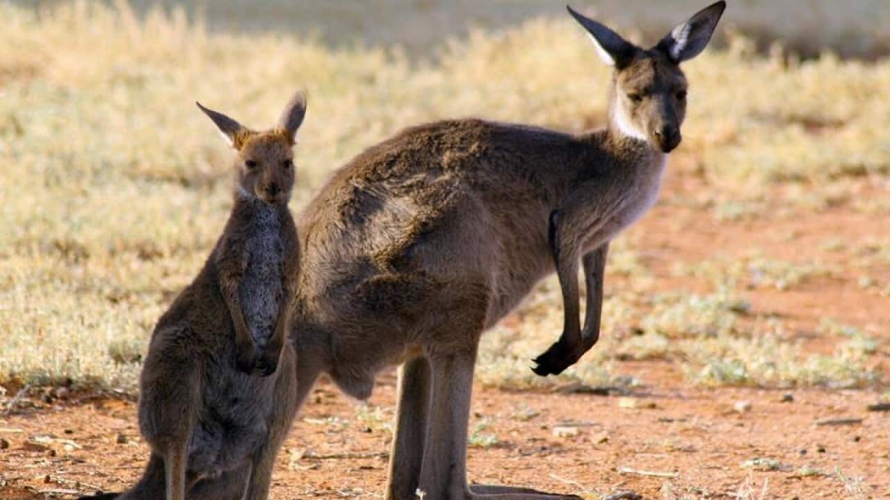 Western Grey kangaroos