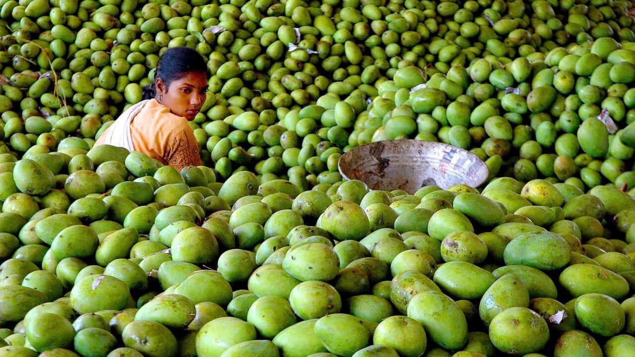 Mangoes in India