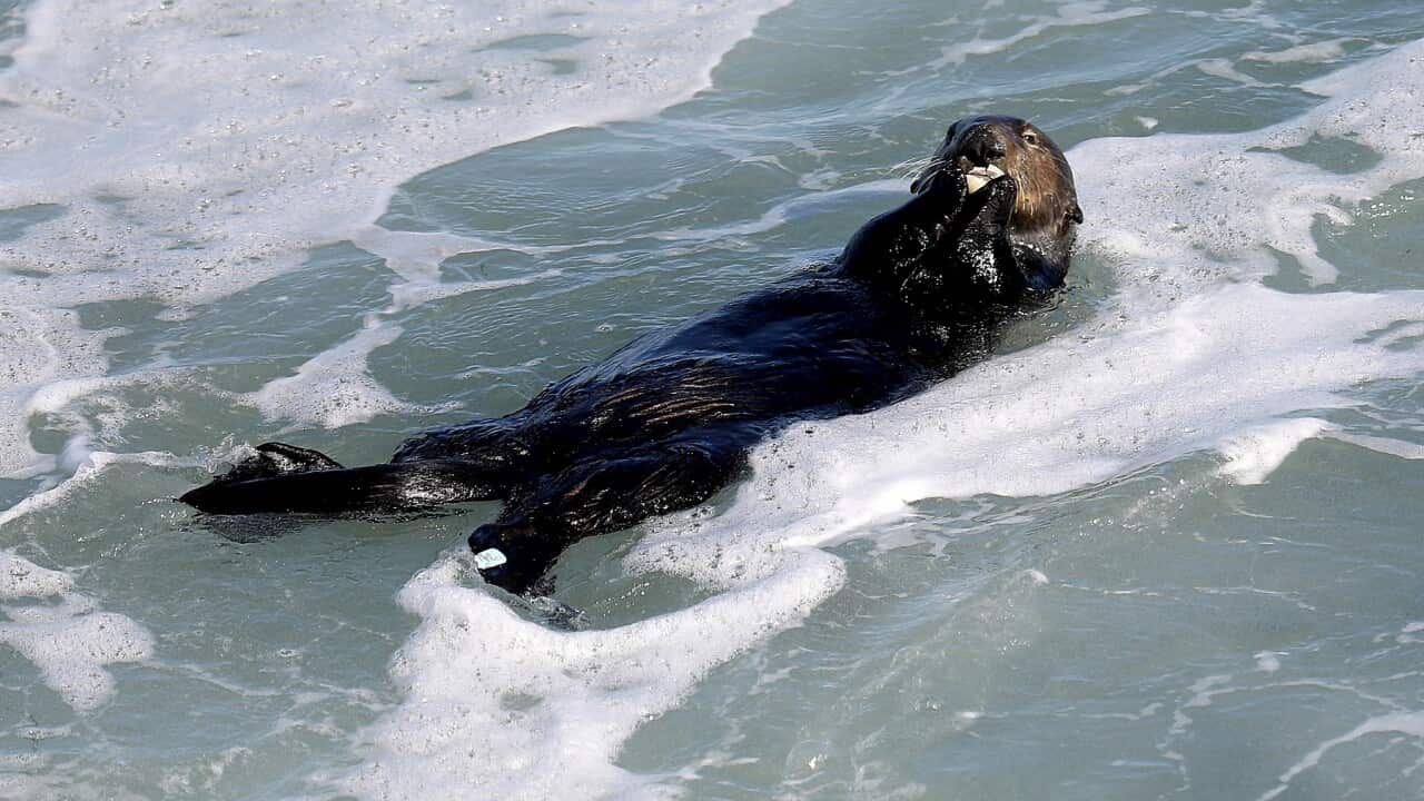 A renegade sea otter is terrorizing California surfers