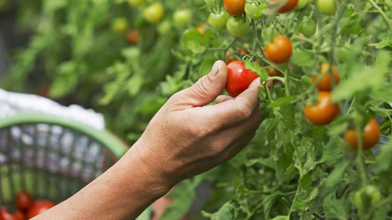 Harvesting TOMATO with his hand at TOMATO Farm