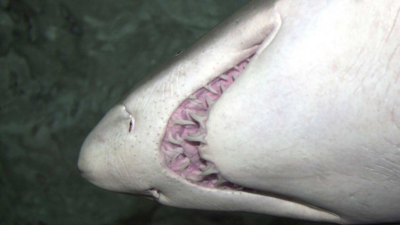 A grey nurse shark cruises past