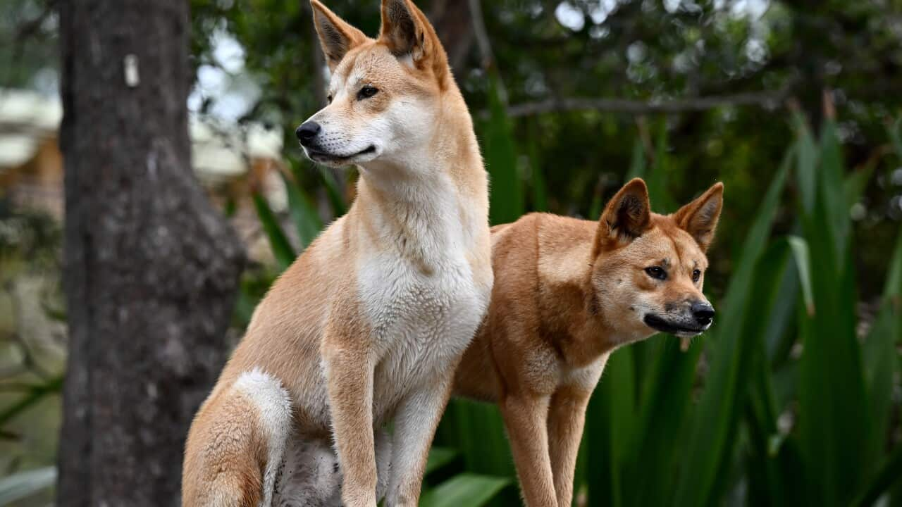 Two dingoes standing on a rock.