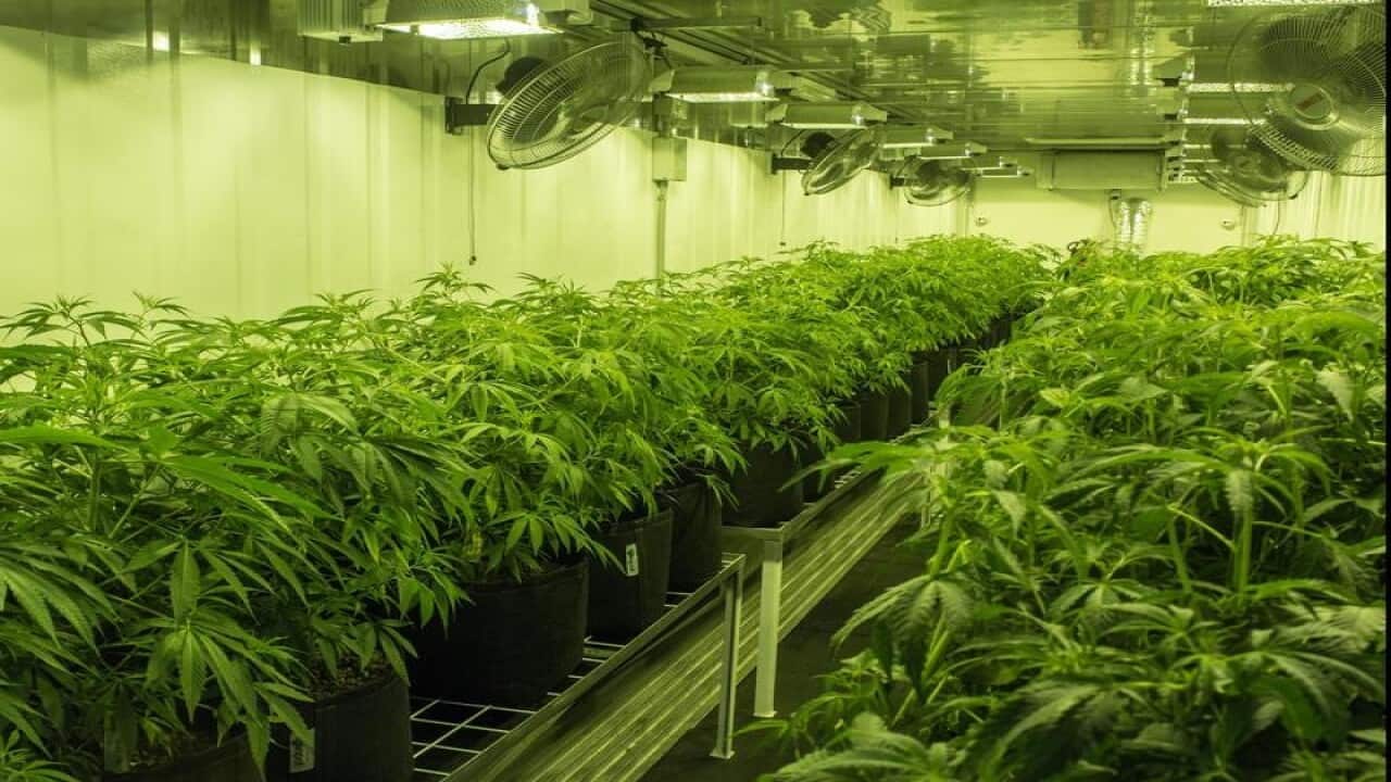 Medicinal cannabis grower Cann Group's production facility