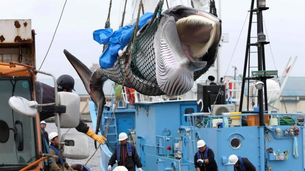 A minke whale is hauled up to bring on a truck at a Kushiro Port