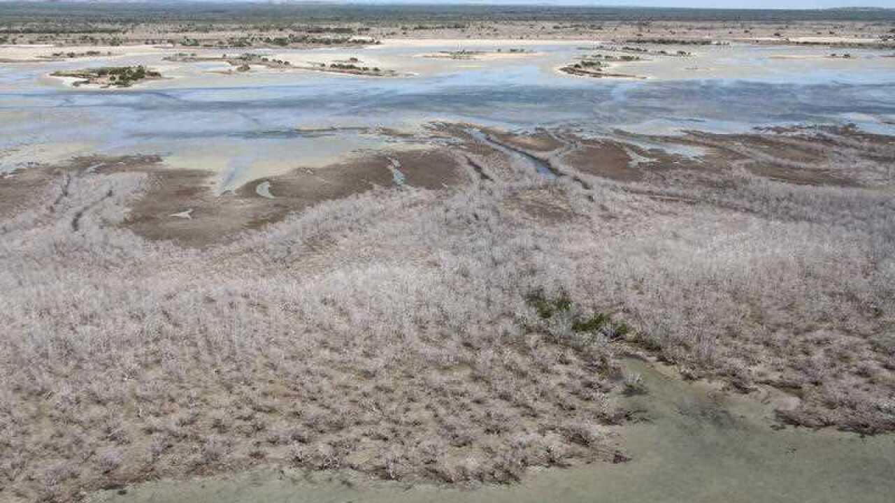 Supplied image obtained Monday, July 11, 2016 of mangroves on the Gulf of Carpentaria in northern Australia suffering a severe dieback. Vast swathes of mangroves have died in Australia's north, with scientists from James Cook University saying climate cha