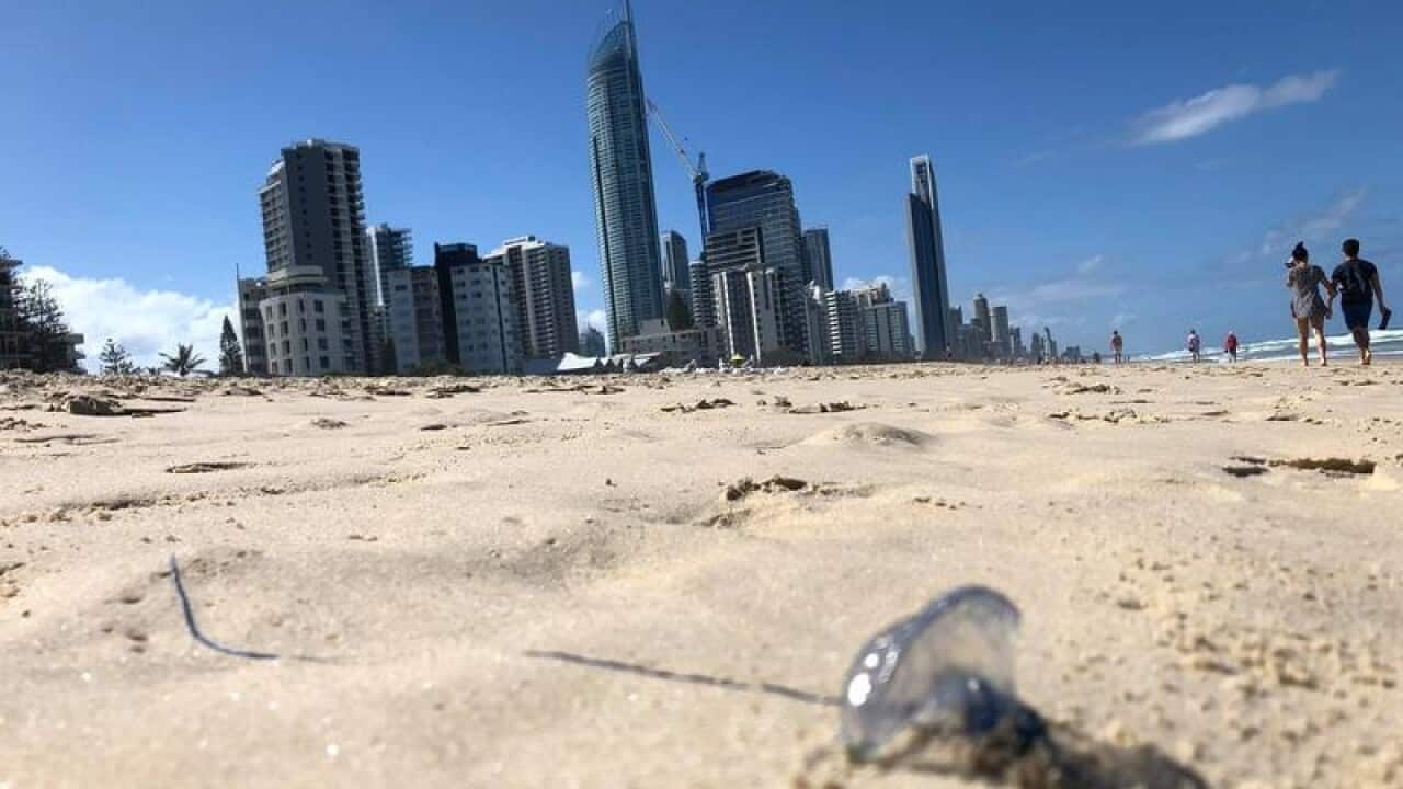 A bluebottle jellyfish washed-up on Surfer's Paradise beach