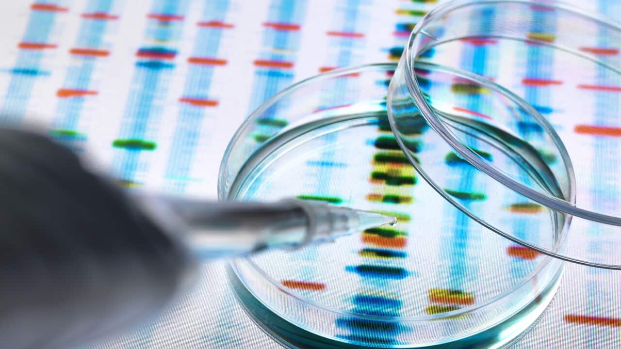 Sample of DNA being pipetted into a petri dish over genetic results.