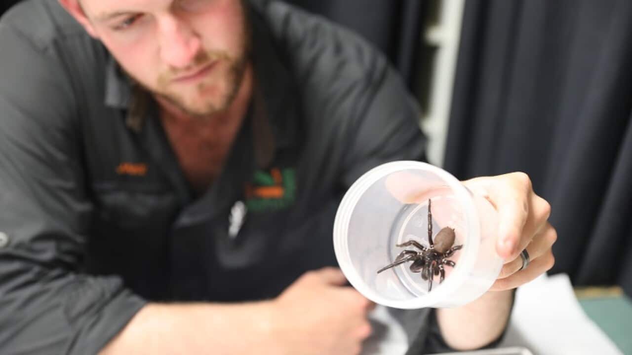 trichternetzspinne funnel web spider giftig tier