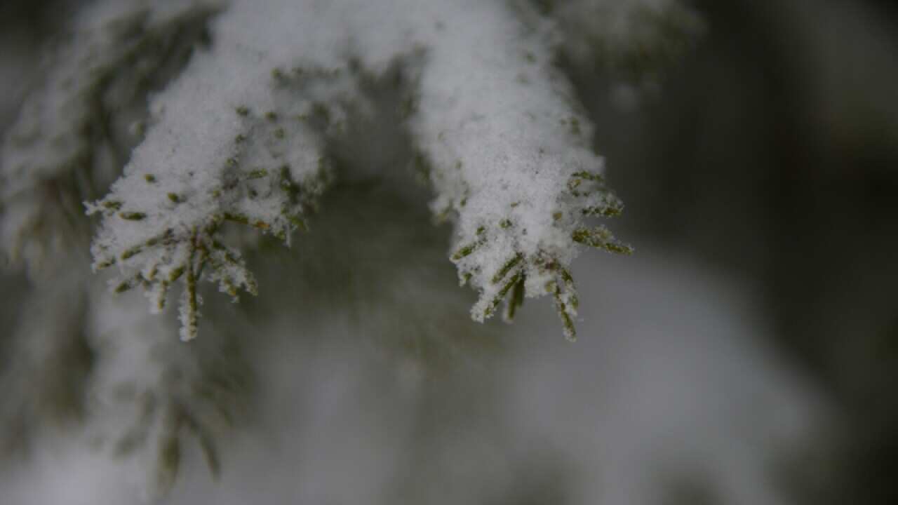 Snow blankets a tree