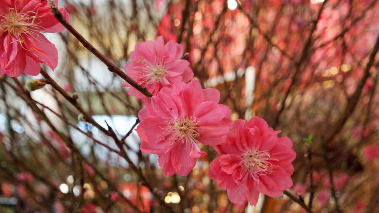 你知道各種春節年花的意義嗎?