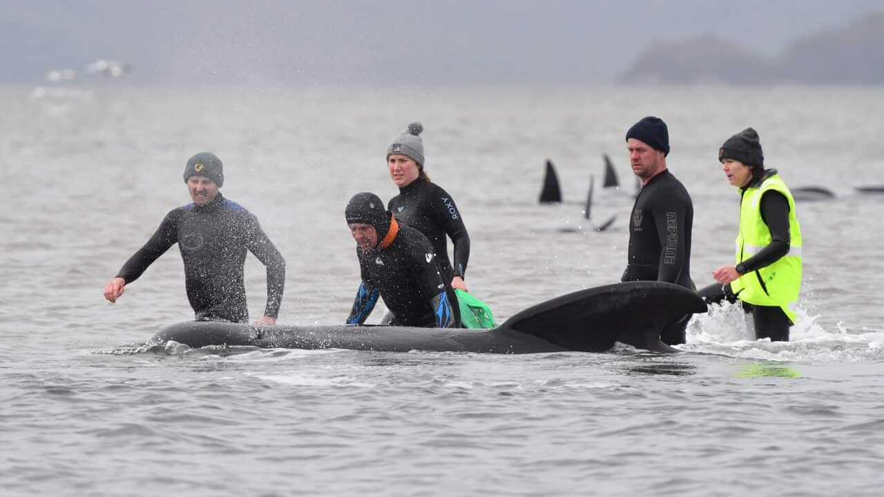 Pilot Whale rescue operation at Macquarie Harbour, Tasmania.